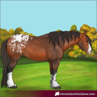 Horse Color:Bay Appaloosa and Bay Appaloosa