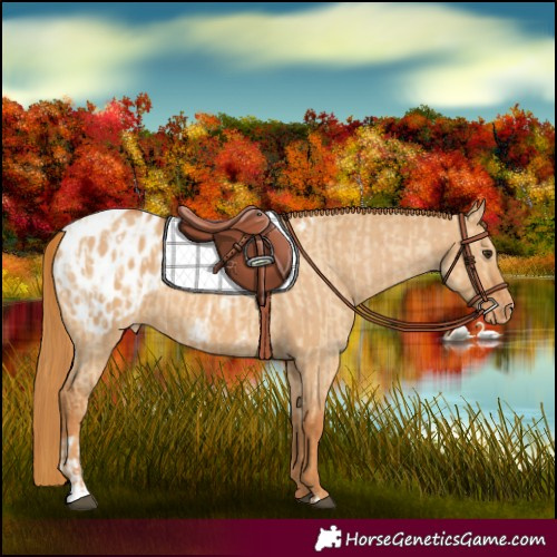 Horse Color:Red Dun Appaloosa  and Red Dun Appaloosa 