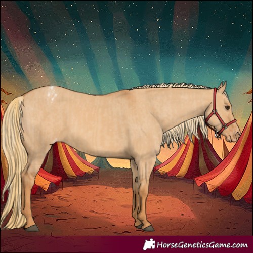 Horse Color:Red Dun Appaloosa and Red Dun Appaloosa