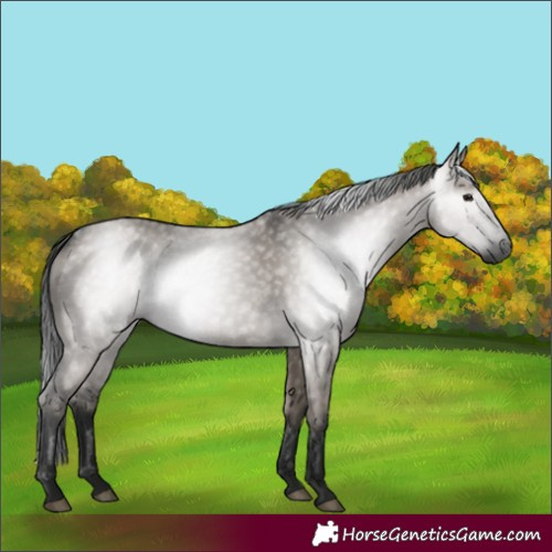 Horse Color:Gray Grullo