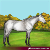 Horse Color:Gray Grullo 