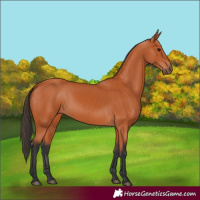 Horse Color:Bay 