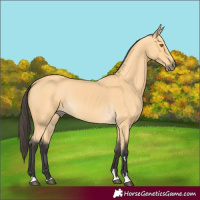 Horse Color:Buckskin 