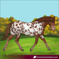 Horse Color:Chestnut Near Leopard 