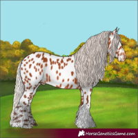 Horse Color:Silver Bay Tobiano Near Leopard Rabicano 