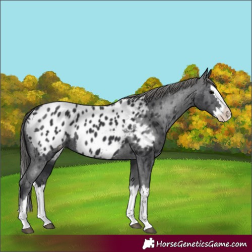 Horse Color:Black Splash Appaloosa 