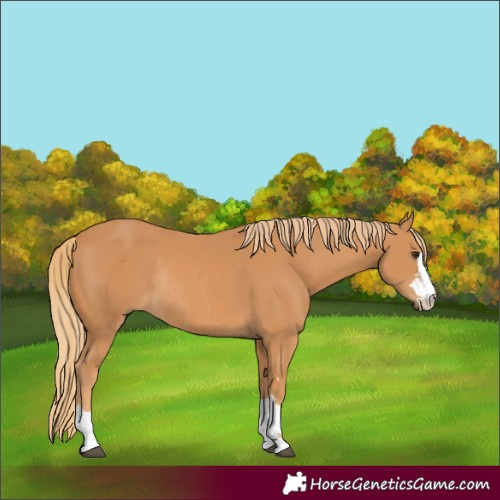 Horse Color:Chestnut Rabicano 