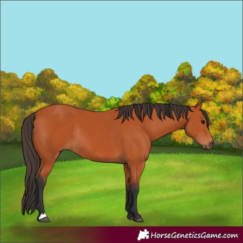 Horse Color:Bay Rabicano 