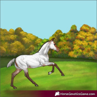 Horse Color:Silver Bay Roan Appaloosa 