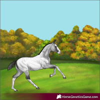 Horse Color:Blue Roan Splash Appaloosa 