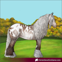 Horse Color:Gray Silver Brown Pearl Tobiano Appaloosa Rabicano 