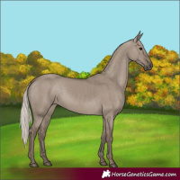 Horse Color:Silver Grullo Rabicano