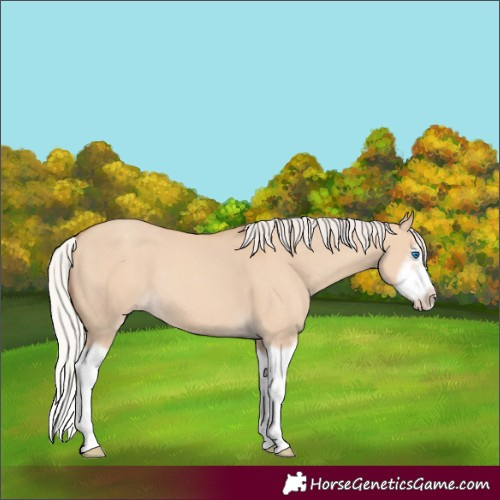 Horse Color:Silver Classic Champagne Dun Splash Frame 