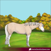 Horse Color:Silver Classic Champagne Dun Splash Frame 