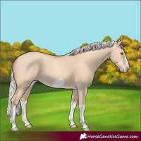 Horse Color:Silver Classic Champagne Dun Splash Frame 
