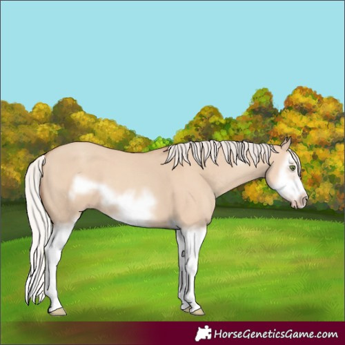 Horse Color:Silver Classic Champagne Dun Splash Frame 