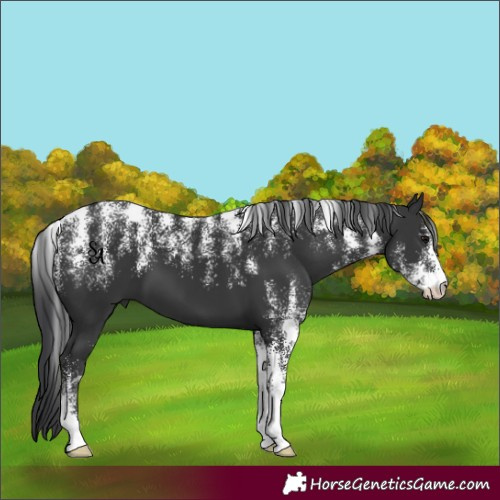 Horse Color:Powder White Black 
