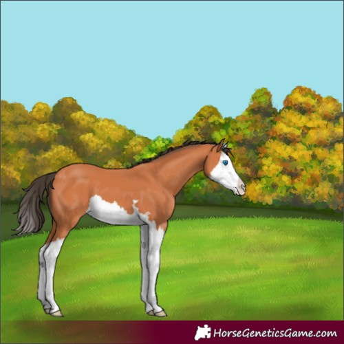 Horse Color:Bay Splash 