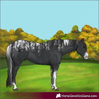 Horse Color:Powder White Black