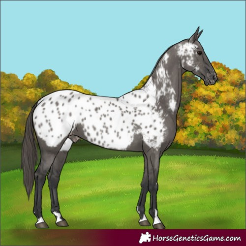 Horse Color:Grullo Appaloosa 