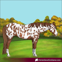 Horse Color:Chestnut Appaloosa 