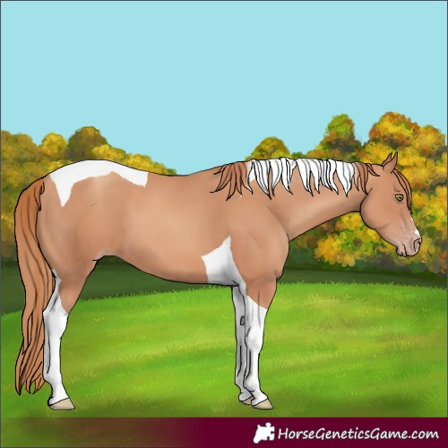 Horse Color:Gold Champagne Tobiano 