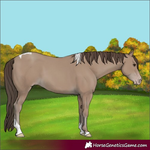 Horse Color:Classic Champagne Tobiano 