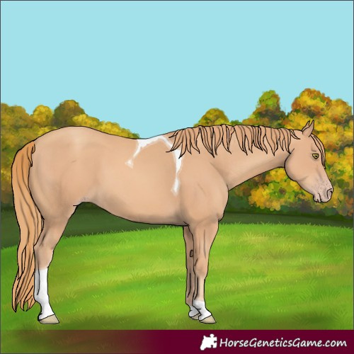 Horse Color:Gold Champagne Tobiano 