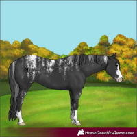 Horse Color:Powder White Black 