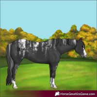 Horse Color:Powder White Black
