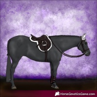 Horse Color:Black 