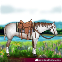 Horse Color:Gray Chestnut 