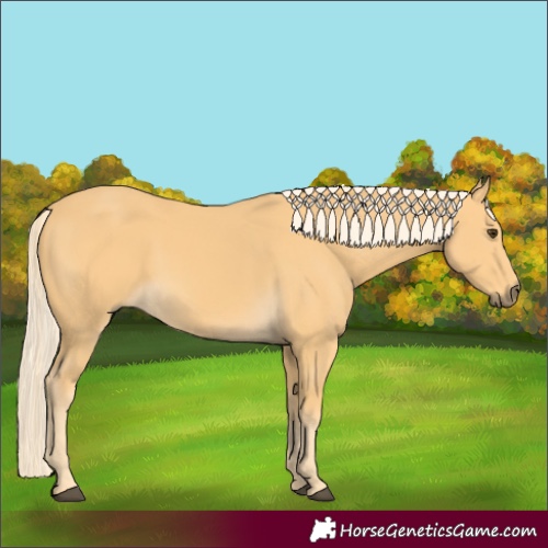 Horse Color:Palomino 