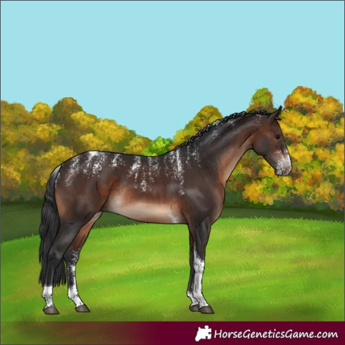 Horse Color:Brown Tobiano Rabicano 