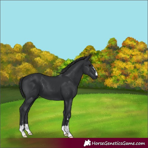 Horse Color:Black 