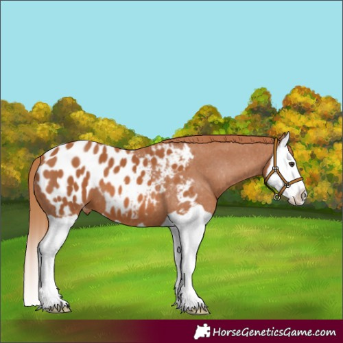 Horse Color:Chestnut Splash Blanket 