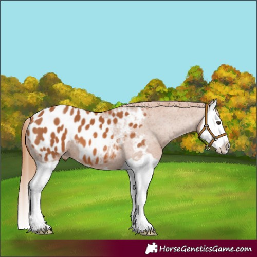 Horse Color:Chestnut Splash Appaloosa 
