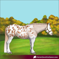 Horse Color:Chestnut Splash Appaloosa