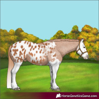 Horse Color:Chestnut Splash Appaloosa 