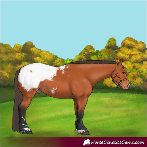 Horse Color:Bay Snowcap 
