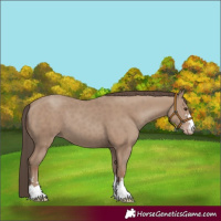 Horse Color:Classic Champagne 