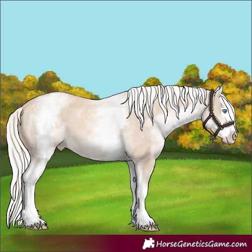 Horse Color:White Spotted Cremello Splash 