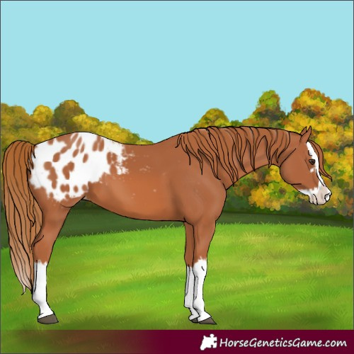 Horse Color:Chestnut Splash Appaloosa 