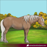 Horse Color:Gray Silver Smoky Creme 