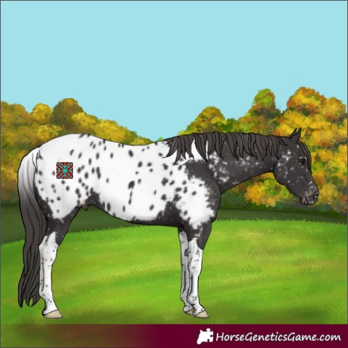 Horse Color:Smoky Black Tobiano Appaloosa 