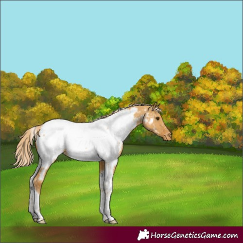 Horse Color:Palomino Dun Tobiano Appaloosa