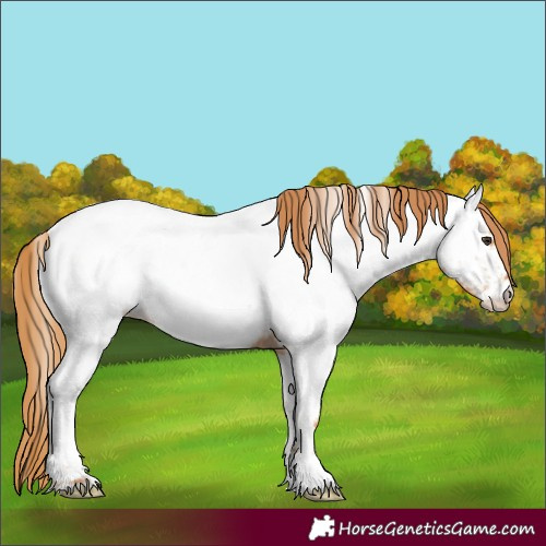 Horse Color:Red Roan Appaloosa 