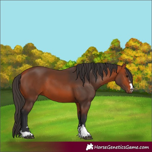 Horse Color:Bay 