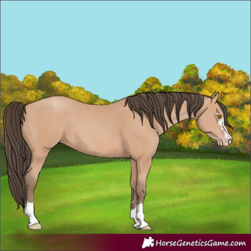 Horse Color:Amber Champagne 