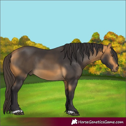Horse Color:Buckskin